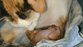 Paano manganak ang pusa - For the second time my cat gives birth to 5 kittens