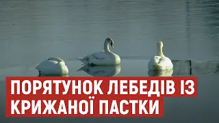 Примерзли до криги: як у Луцьку рятували родину лебедів