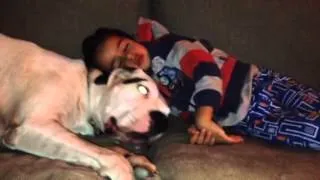 Funny video dog and child. Thats why they are mans best friend