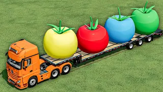 TRANSPORT OF COLORS ! GIANT TOMATOES ON LOW LOADER with MINI LOADERS ! Farming Simulator 22