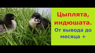 Цыплята, индюшата до месяца. Чем кормим? Чем поим? Как  содержим?  Chickens, turkeys up to a month.