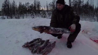 Ловля Налима Зимой  " на  Рождество  " / Catching Burbot in Winter " Christmas  "