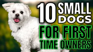Top 10 Small Dog Breeds For First Time Owners