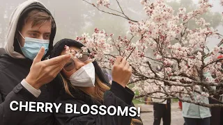 Sea of CHERRY BLOSSOM TREES! Trip to Beautiful Alishan, Taiwan!