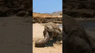 Komodo dragon Vomit  Monster eel😱