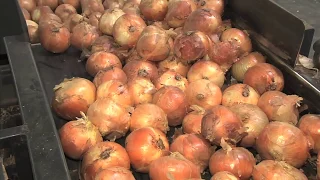 2018 Vidalia Onion Season In Full Swing With Excellent Crop