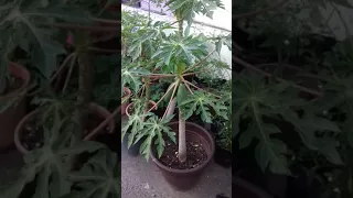 Cultivo de papaya en Maceta
