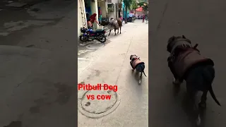 #pitbull dog attack for #desicow #rathicow
