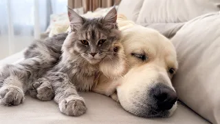 Amazing Friendship Between Golden Retriever and Kitten