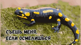 Ядовитая саламандра