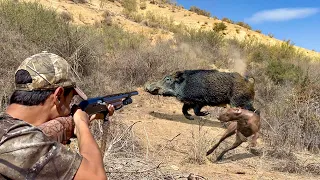 Chasse Sanglier au maroc | Caçada javali 2023 - Wild Boar Hunting (Partie 09)