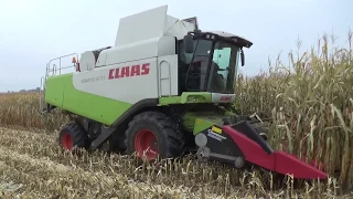 Комбайн Claas Lexion 570 работает на уборке кукурузы