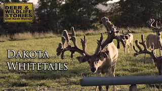 Big Bucks of Ohio | "Dakota Whitetails" | Deer Farming