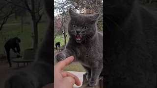 Don't Touch Me i Bite.