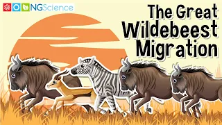 The Great Wildebeest Migration