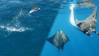 Flying Rays You Have to See to Believe! Sea of Cortez EP 2