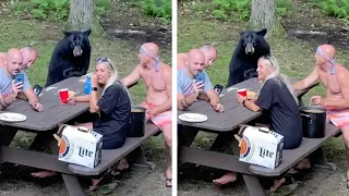 Family Enjoy Picnic With Wild Bear