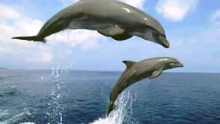 Dolphin sound effects