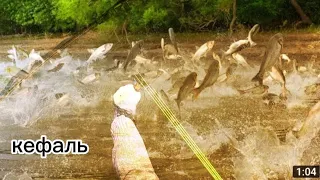 slingshot fishing  Рыбалка на рогатку. Настрелял крупную кефаль #slingshotfishing