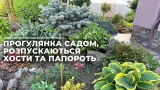 Прогулянка садом, розпускаються хости та папороть