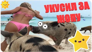 ПРИКОЛЫ 2019 ДЕКАБРЬ жесть угар - ПРИКОЛЮХА #500