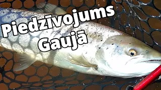 Pirmo reizi Gaujā! Ķeram Gaujas krītošās zivis 1. licencētajā posmā!