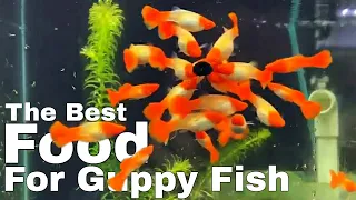 Guppy Farm at Home - Guppy Fish Food to Grow Big Fast!