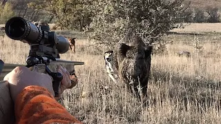 ADRENALİN YÜKLÜ MÜKEMMEL YABAN DOMUZU AVI - FULL ADRENALIN BEST WILD BOAR HUNTING- HOG-  domuz avı