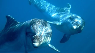 Back to the Blue - Captive Dolphins return to the Wild