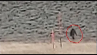 Logan Canyon Bigfoot Video A Closer Look