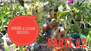 Curso COMPLETO - CULTIVÓ de ORQUÍDEAS CATTLEYAS (Parte 2) 😱