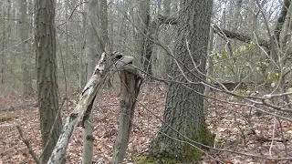 Bigfoot in New England Tree Structure and Twist