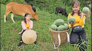 Bring watermelons to the market to sell, herd cows and feed chickens and ducks