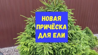 Новая причёска для ели.