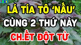 CẤM XEM LÁ TÍA TÔ Nấu Cùng 2 Thứ Này Kẻo Ăn Vào RƯỚC UNG THƯ, Phá Xương Khớp Thọ Non| THSK