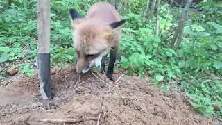 Alice fox. Fox behavior outside the home.