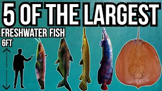 5 of The Largest Freshwater Fish In The World