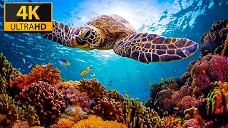 3 HRS of 4K Turtle Paradise - Undersea Nature Relaxation Film + Meditation Music by Jason Stephenson