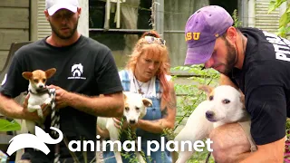 Rescue Mission for Dogs Abandoned After Owner's Death | Pit Bulls & Parolees | Animal Planet