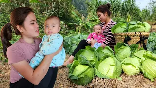 Harvesting Cabbage from the garden Goes market to sell - Vietnamese girl taking care of her children