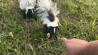 Playing with baby Skunks   !!! #skunks #animals