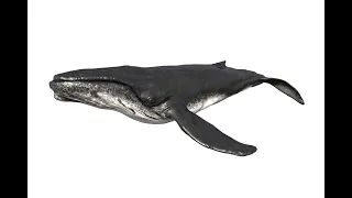 Humpback Whale Animation Demo
