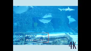 Aquarium Ambience Video 4K Sharks and Rays  #ambiant #ambience #aquarium #4k #fish #rays #nature