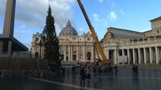 Vatican Christmas tree arrives at St Peter's Square