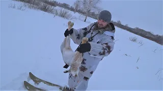 Охота на зайца русака.с Эстонской гончей