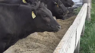 How Full-Blood Wagyu Is Cultivated At Mayura Station In Australia