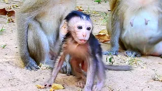 PRETTY CUTE BABY MONKEY | BABY MONKEY FEELING AFTER GOT FULL MILK