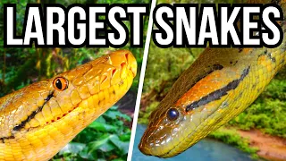 Ranking All 7 Continents By Their Largest Native Snake - From Smallest To Largest