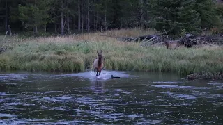 Grizzly Bear Chases Elk into the Madison River.