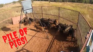 Trapped 19 wild hogs and your Sunday morning wild hog market report with Muddyfeet